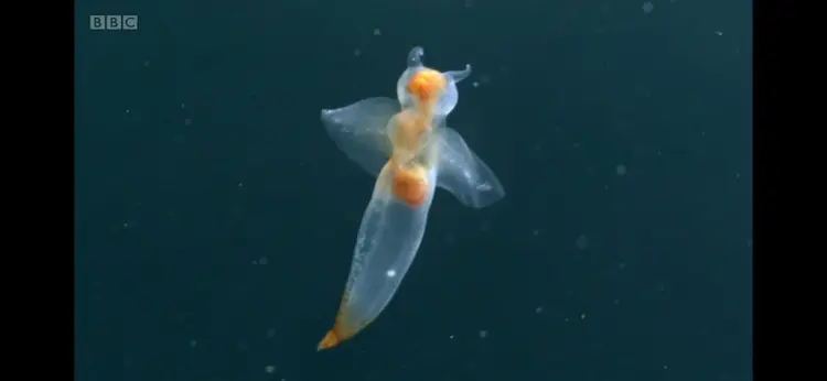 Sea slug (Clione limacina) as shown in Frozen Planet - Spring
